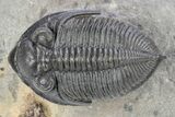 Bargain, Zlichovaspis Trilobite - Atchana, Morocco #250177-2